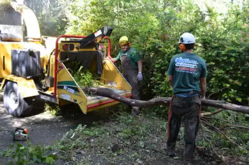 tree services Ballico